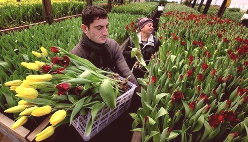 Destilacija tulipanov do 8. marca v rastlinjaku