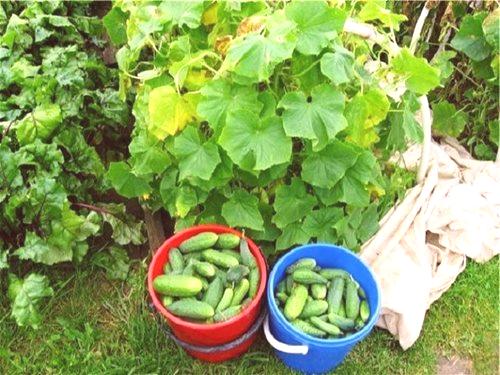 Какво да се хранят краставици по време на цъфтежа и плодните