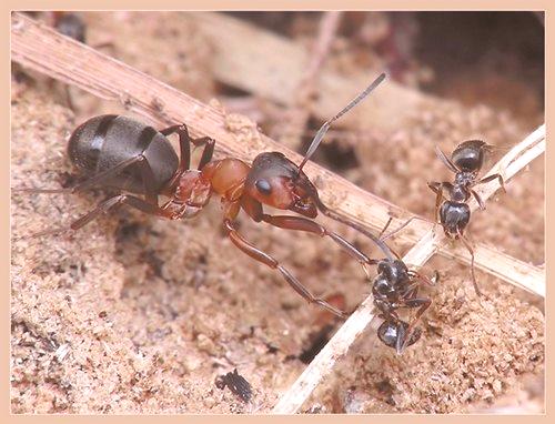 Mravi na mjestu kako se riješiti narodnih lijekova