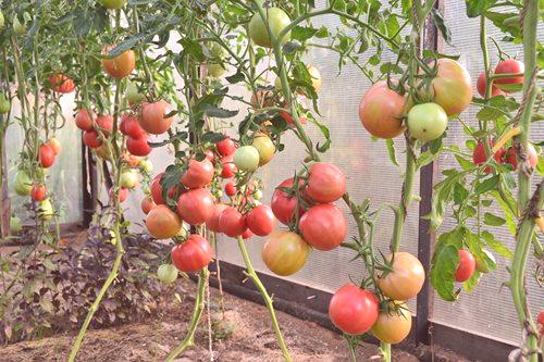 Ukusne rajčice za Ural u stakleniku: 12 najboljih sorti