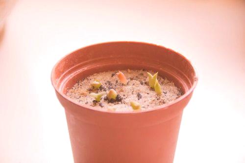 Kako rastu kaktusi iz sjemena kod kuće