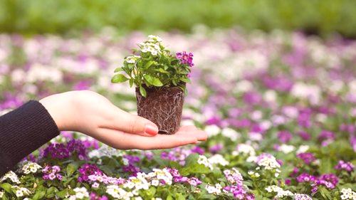 Sadike cvetja - načini setve, pridelovanje, navodila po korakih