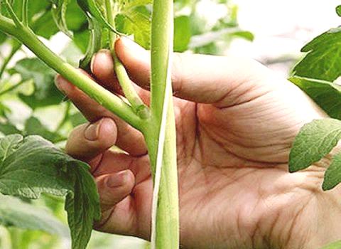 Как да прищипвате краставици в оранжерия стъпка по стъпка: 30 фото-примера