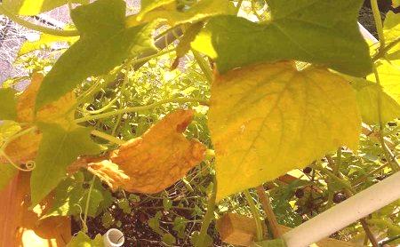 Намокряне в оранжерия: защо краставиците са жълти, причините и профилактиката