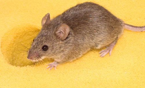 Miševi prestrašijo, se znebite miši