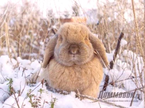 Съдържанието на зайците през зимата: полезни съвети