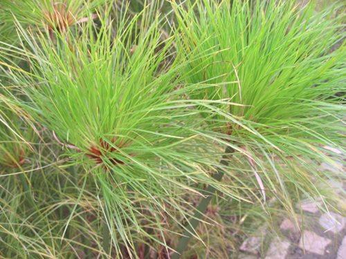 Cyperus - zahteve za temperaturo, vlago in zemljo za hitro rast. 51 fotografij tovarne