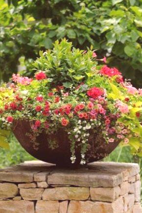 Cvetje za cvetlično posteljo (105 fotografij): ki rastejo v cvetličnih vrtovih z okrasno travo, imeni jesenskih in poletnih rastlin, lavatoriji z vrtnicami in drugimi kombinacijami