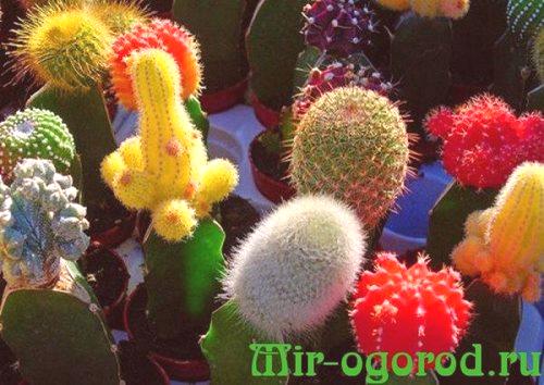 Fotografija vrste kaktusov z imeni