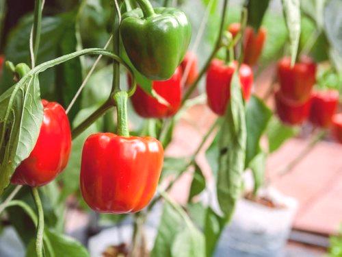 Как да расте пипер в оранжерия: 4 условия