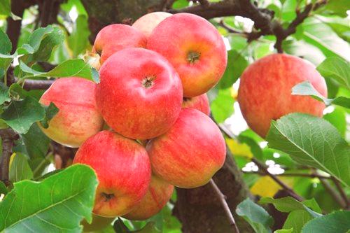 Како у пролеће посадити воћњак јабука