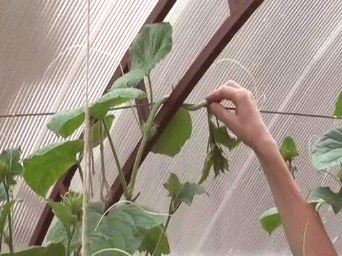 Как да правим правилно кисели краставички