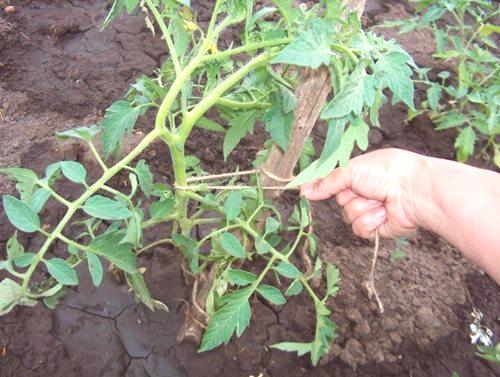 Kako vezati paradižnik v rastlinjaku: 5 prednosti