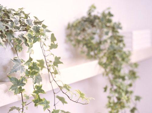 Ivy - najbolj priljubljena rastlinska rastlina za vrt (80 fotografij)