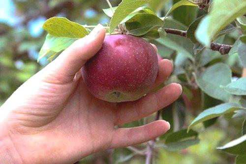 Как да съхранявате ябълки за зимата в избата