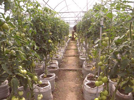 Priporočila: kako gojiti dober pridelek paradižnika v rastlinjaku