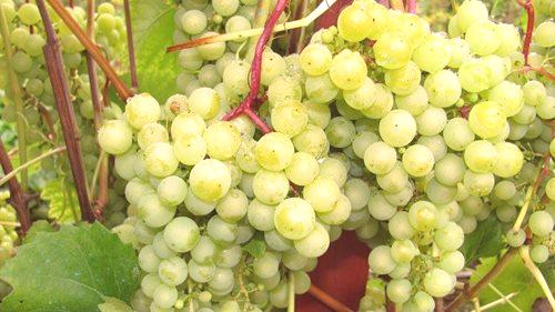 Zaščitno grozdje za zimo v srednjem pasu