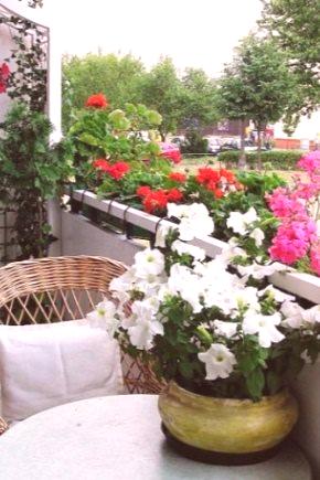 Цветя за балкона: имената (119 снимки): балкони къдрави, ампелатни растения, петуния и зимна градина на северната и слънчевата страна, кутии за цветя