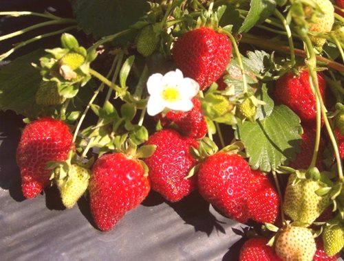Как да оплоди ягоди през есента