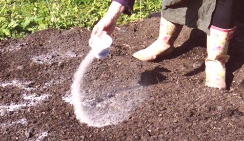 Kako gnojiti zemljo za krompir