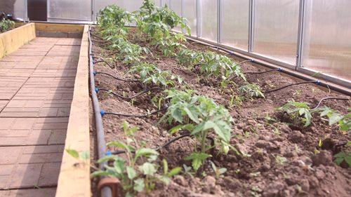 Vrste namakalnih sistemov za rastlinjake in 5 razlogov za vgradnjo