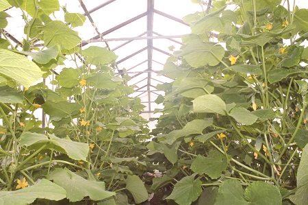 Zakaj fade kumare v rastlinjaku: 5 nasvetov