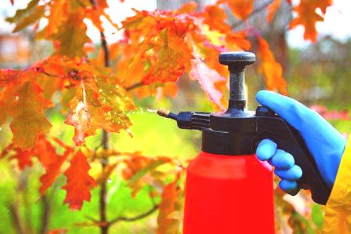 Есенна градинска обработка с урея и железен сулфат