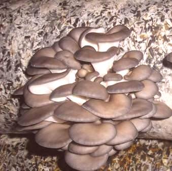 Najbolji staklenik za uzgoj gljiva: 6 zahtjeva