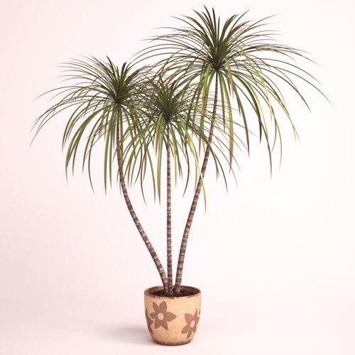 Dracena: Vrtnarske skrivnosti za nego. 91 slik palm